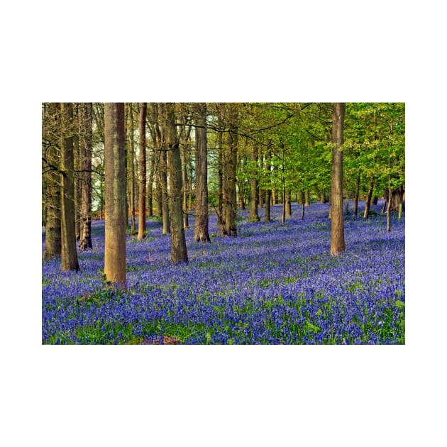 Bluebell Woods Greys Court Oxfordshire UK by AndyEvansPhotos