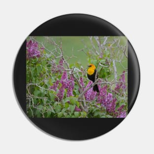 Yellow Head Blackbird and Lilacs Pin