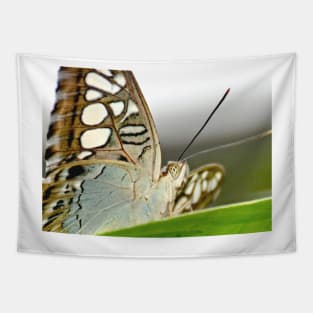 Clipper Butterfly Tapestry