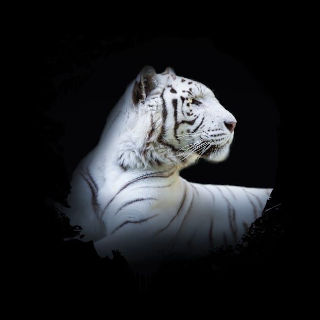 White Tiger Animal Wildlife Jungle Nature Safari Adventure Discovery by Cubebox