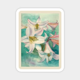 Pale pink lilies watercolour painting Magnet