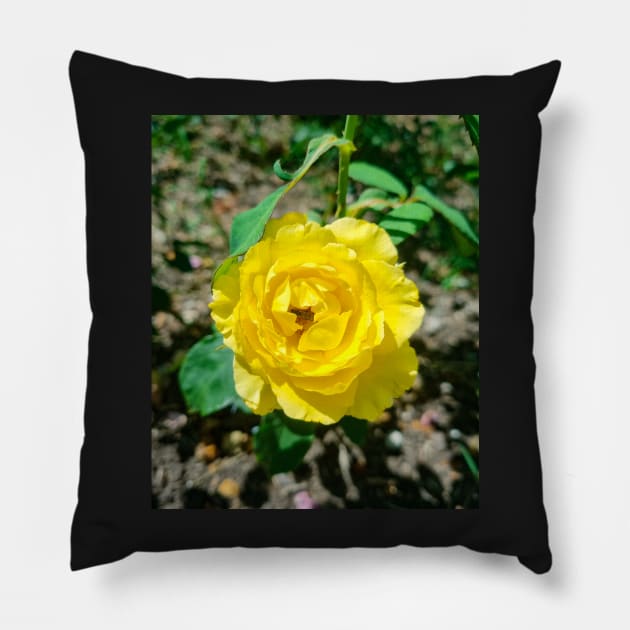 Beautiful Yellow Rose Pillow by Anastasia-03
