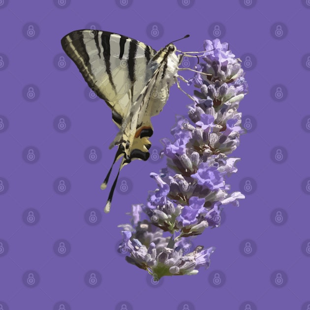 Side View Of Scarce Swallowtail Butterfly Feeding On Lilac by taiche