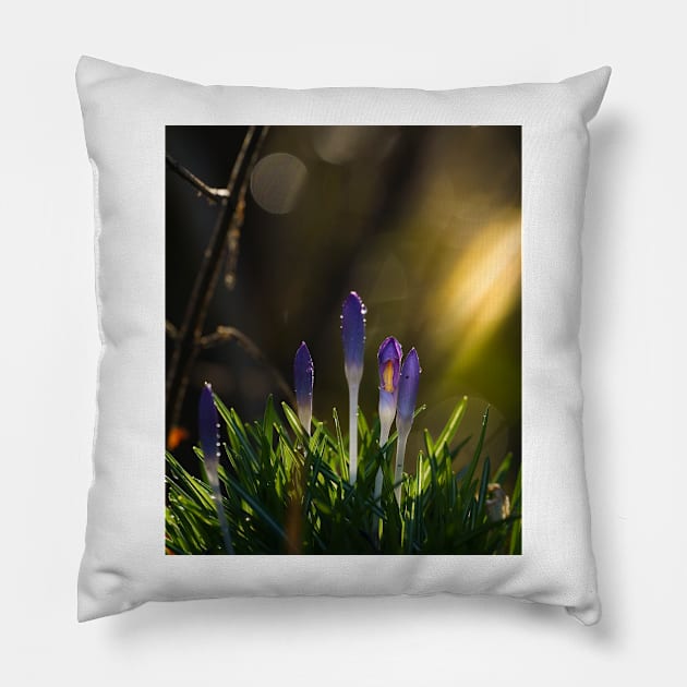 Crocus Pillow by Shadow3561