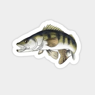 Zander Stickers for Sale