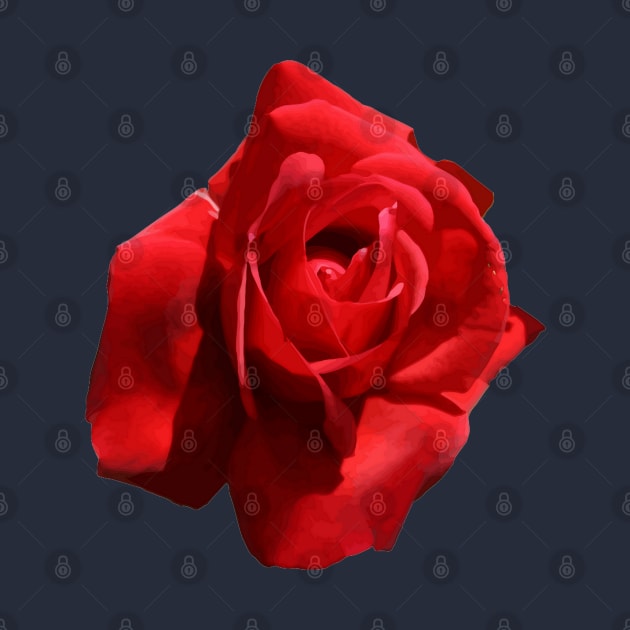 The Perfect Red Rose Photograph Cut Out by taiche