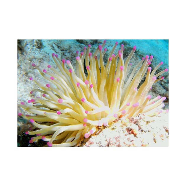 Pink Tipped Giant Sea Anemone by Scubagirlamy