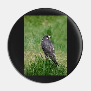 The Peregrine Falcon Pin