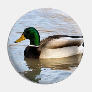 A Male Mallard Duck Swimming Pin