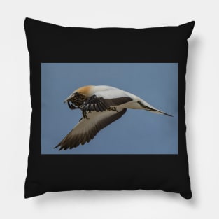 Gannets 1 Pillow