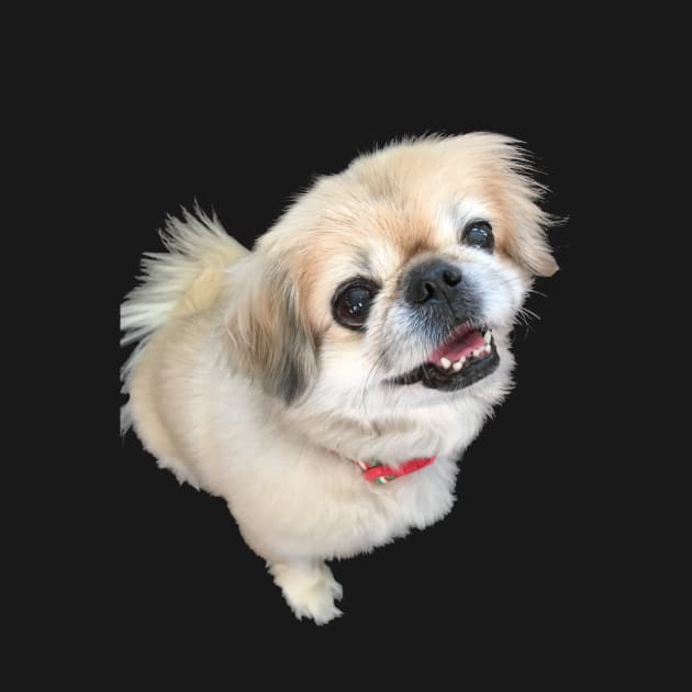 Lucy fur Real - adorable pekingese dog by tziggles