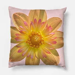 Kelsey Annie Joy Collarette Dahlia, Peachy Pink Flower Pillow