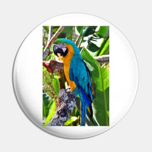 Macaw Parrot Yellow And Blue Bird Pin