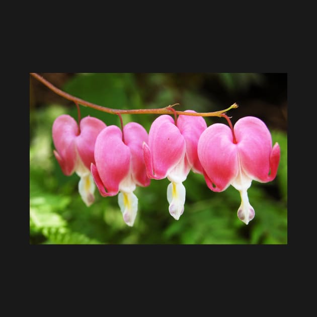 Bleeding Hearts by WaterGardens