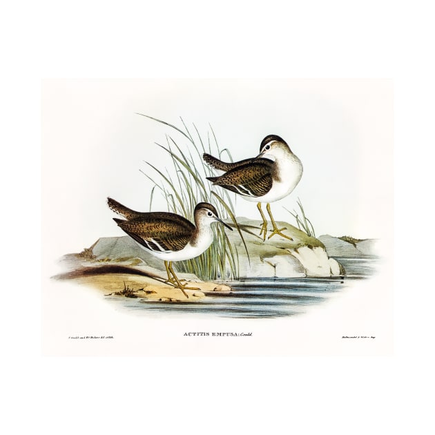 Fairy Sandpiper by WAITE-SMITH VINTAGE ART