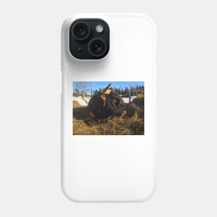 Scottish Highland Cattle Bull 1934 Phone Case