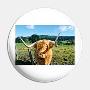 Scottish Highland cow Pin