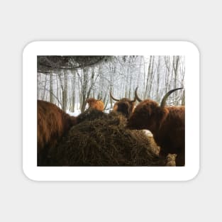 Scottish Highland Cattle Cows 1869 Magnet