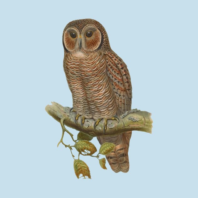 Lonely Owl Realistic Drawing by PatrioTEEism