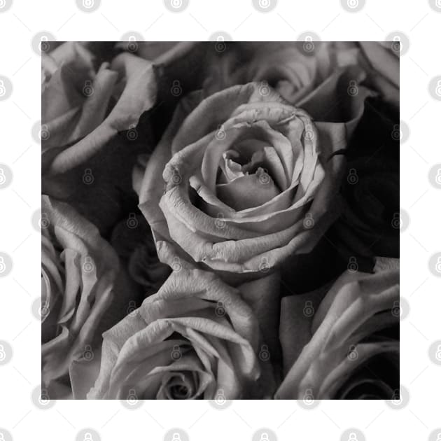 Black and White Romantic Roses by ArtoTee