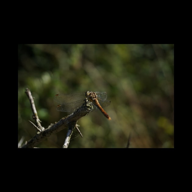 Dragonfly Back by Nicole Gath Photography