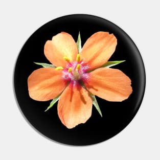 orange flower, flowers, nature, blooms, nature Pin