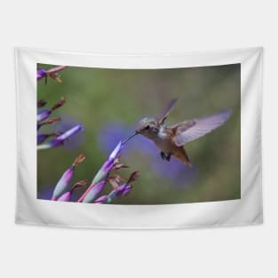 Allen's Hummingbird Tapestry