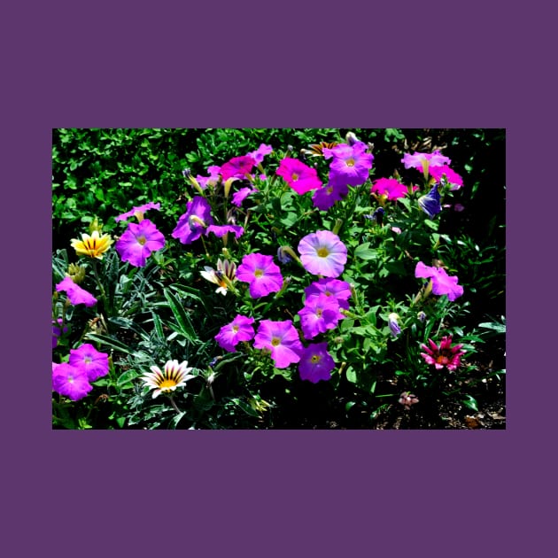 Petunias in the Garden by michaelasamples