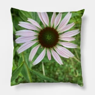 Pale Coneflower Pillow