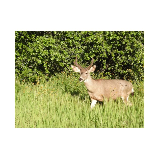 Mule deer, wildlife, Woodland King by sandyo2ly