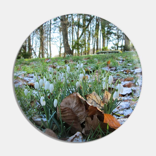 Churchyard Snowdrops in Light Snow Pin by Natural Distractions