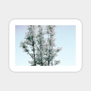 Simple Tree Against Sky Magnet