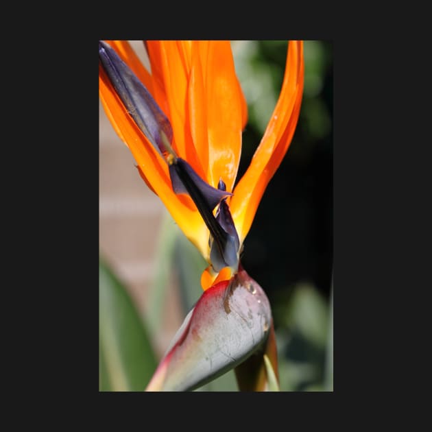 Bird of Paradise or Crane Lily by Carole-Anne