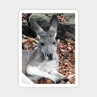 Red Kangaroo Magnet