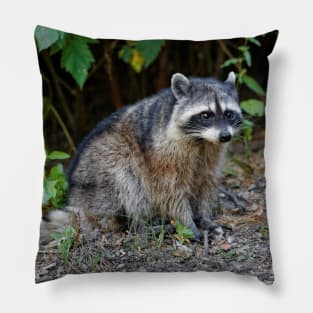 Diurnal Raccoon Poses on the Gravel Pillow