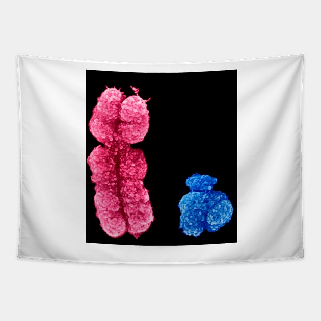 X and Y chromosomes (C003/0729) Tapestry by SciencePhoto