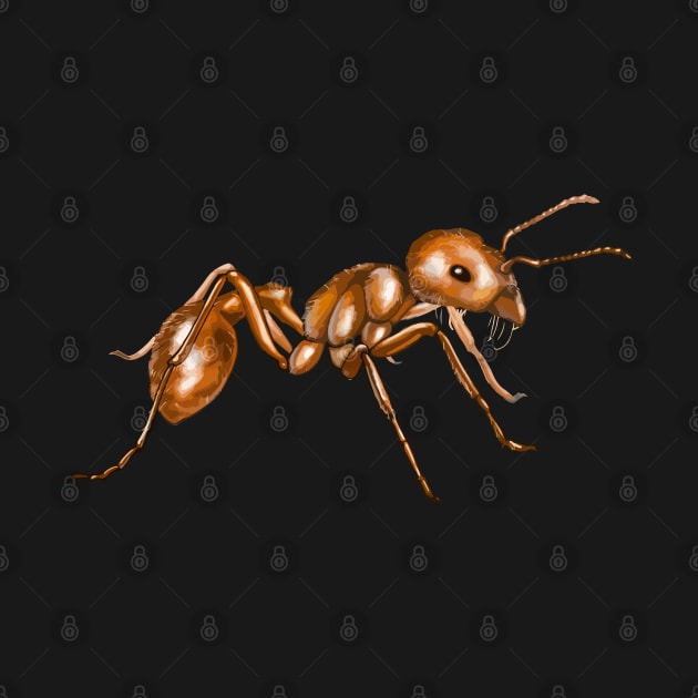 Ant by tonycastell