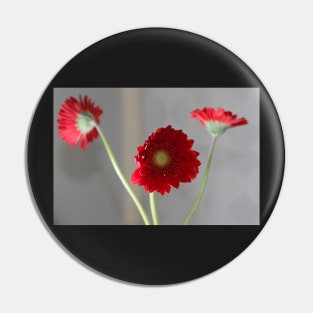 red gerber daisies Pin