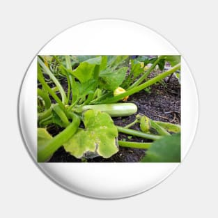 Zucchini Pin