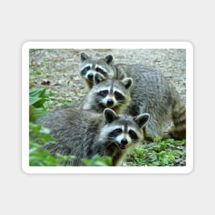 Three Raccoon Magnet