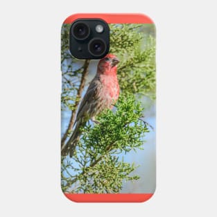 Male House Finch - The Stare Phone Case