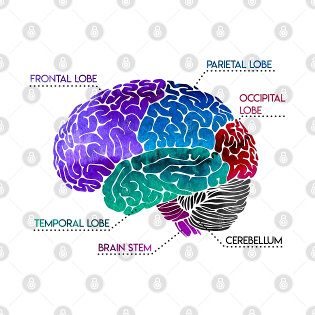 Brain Parts by labstud