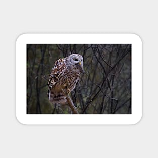 Barred Owl with vole Magnet