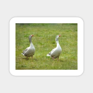 Two Geese Magnet