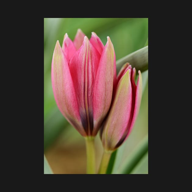 Tulipa  &#39;Little Beauty&#39;  AGM  Tulip  Miscellaneous tulip by chrisburrows