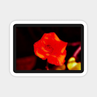 Orange rose blossom with yellow parts Magnet