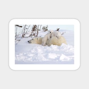 Polar bear cubs playing on Mom's back Magnet