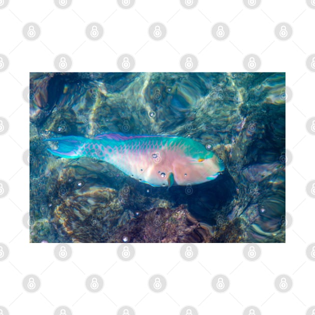 Bluechin Parrotfish in the Galapagos Islands, Ecuador by SafariByMarisa