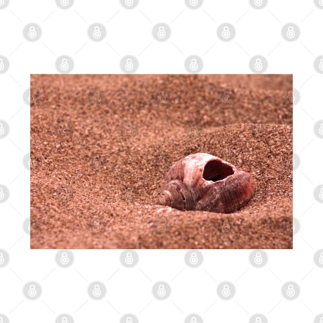 Seasnail shell with hole on the sandy beach, nostalgic photography by KINKDesign