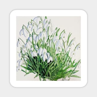 Snowdrops watercolour painting Magnet